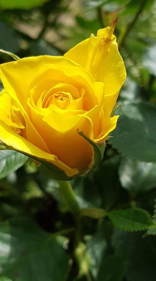 Yellow Rose 拉科维察 外观 照片